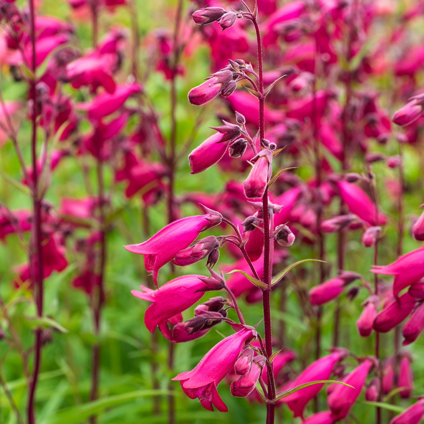 Penstemon 'Andenken an Friedrich Hahn' (Garnet)