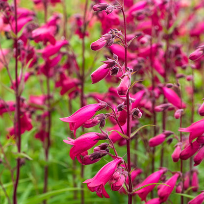 Penstemon 'Andenken an Friedrich Hahn' (Garnet) - Hardy's Cottage Garden Plants