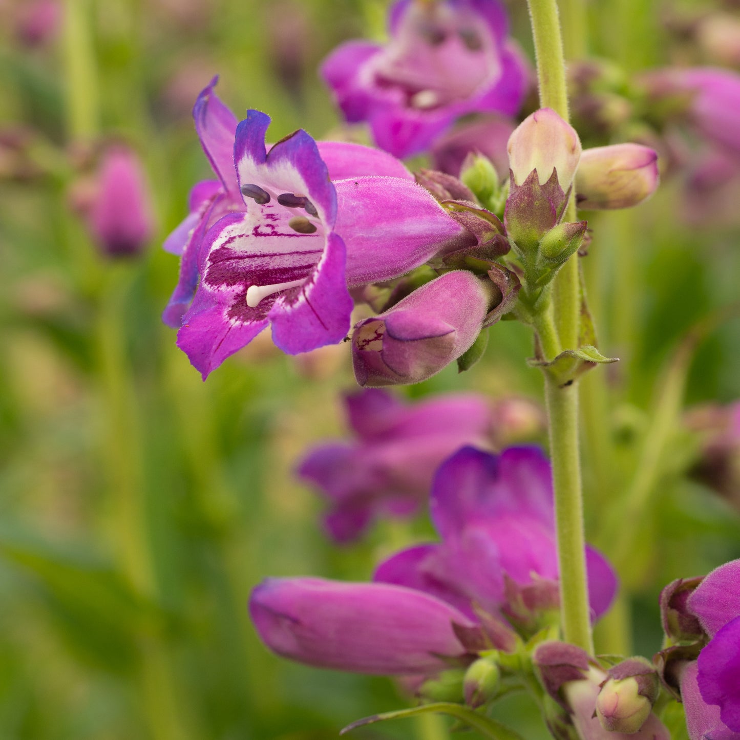 Penstemon (Pensham Series) 'Pensham Victoria Plum'