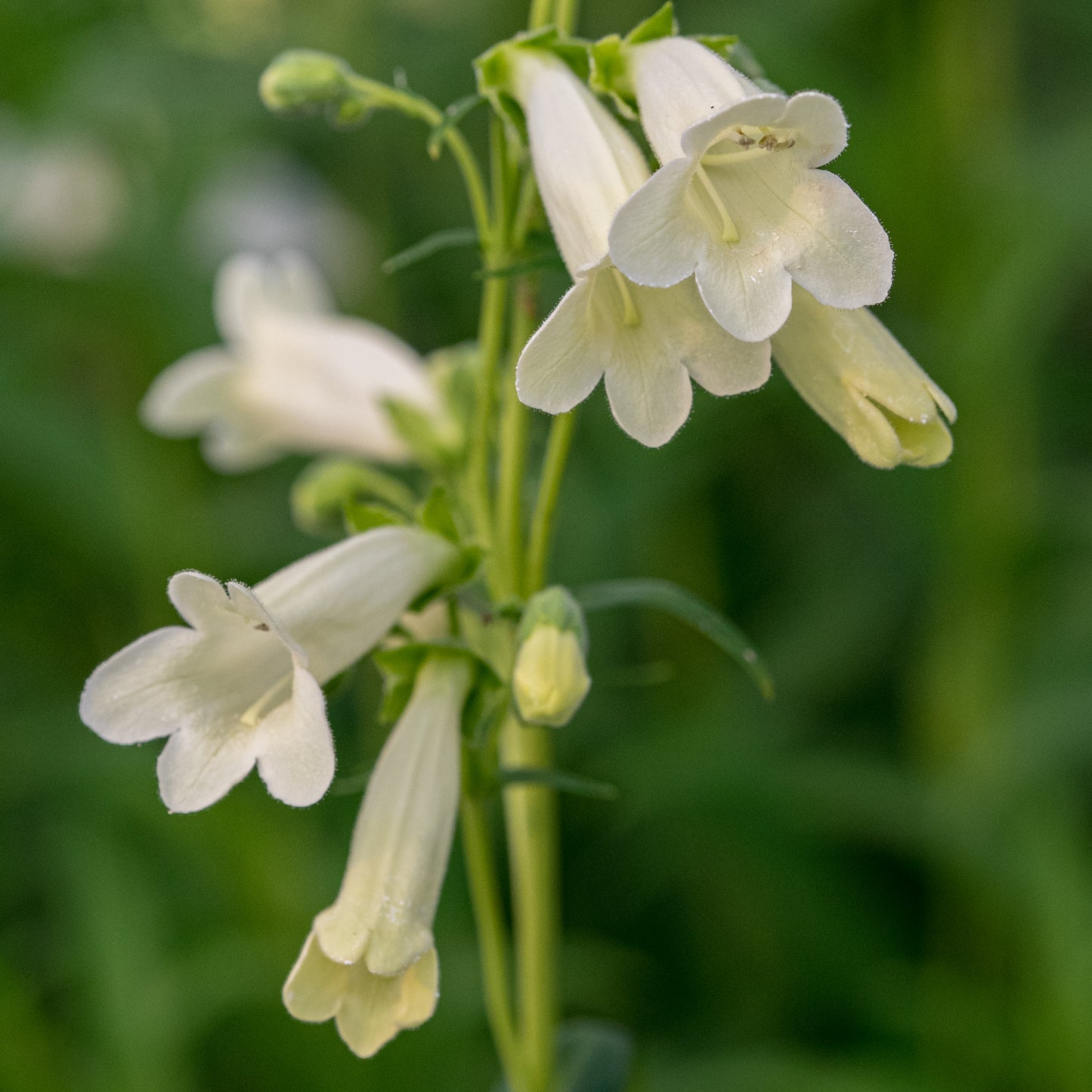 Penstemon hartwegii 'Albus' - Hardy's Cottage Garden Plants