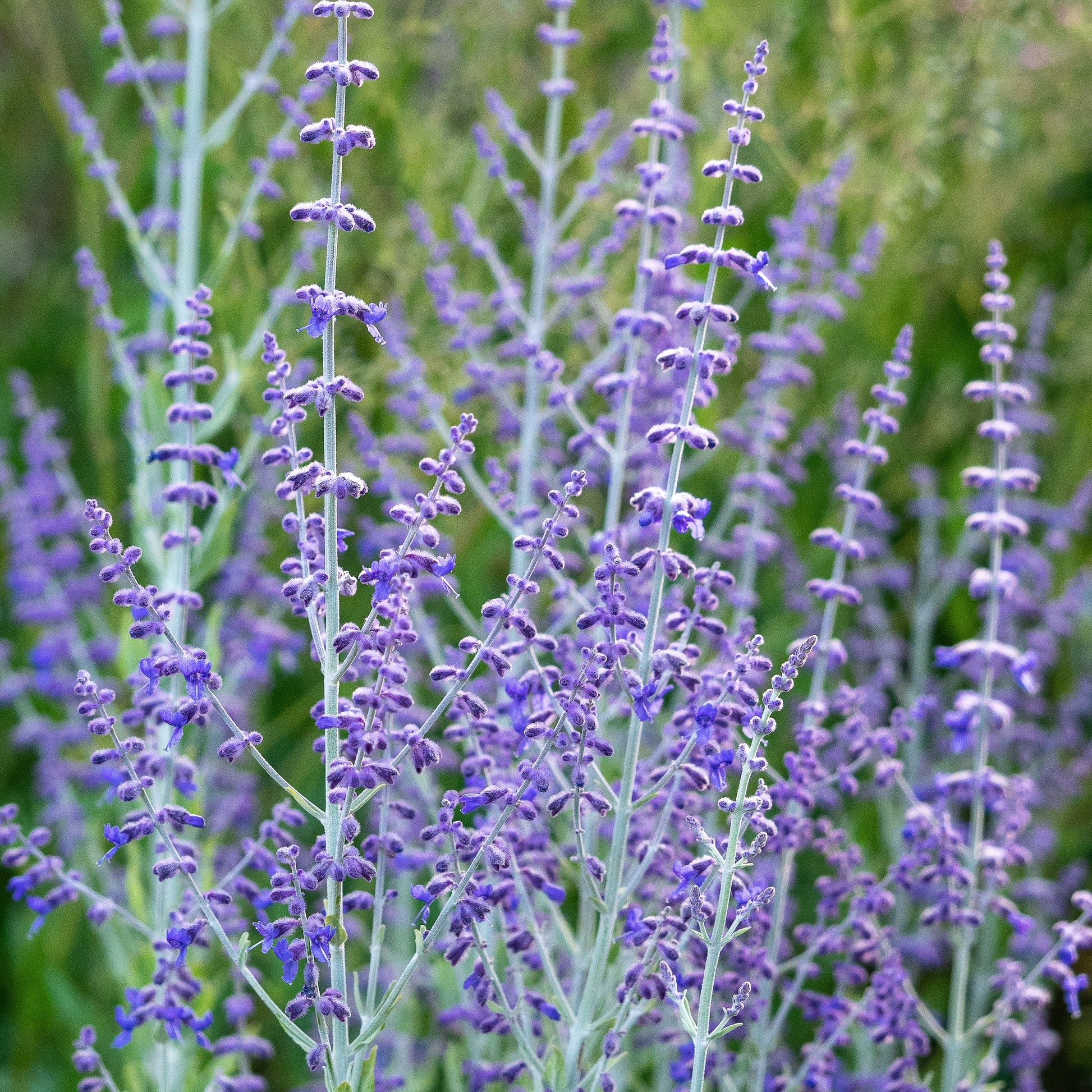 Salvia atriplicifolia 'Little Spire' PBR (Pe) - Hardy's Cottage Garden Plants