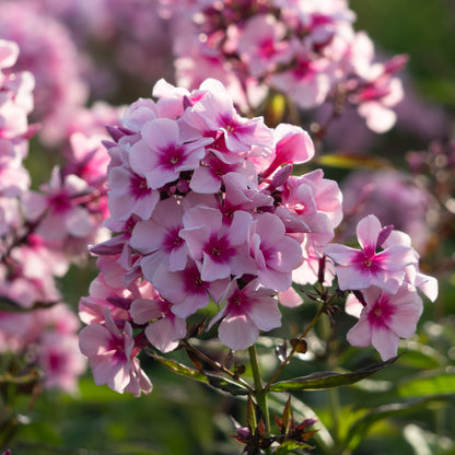 Phlox paniculata 'Bright Eyes' - Hardy's Cottage Garden Plants
