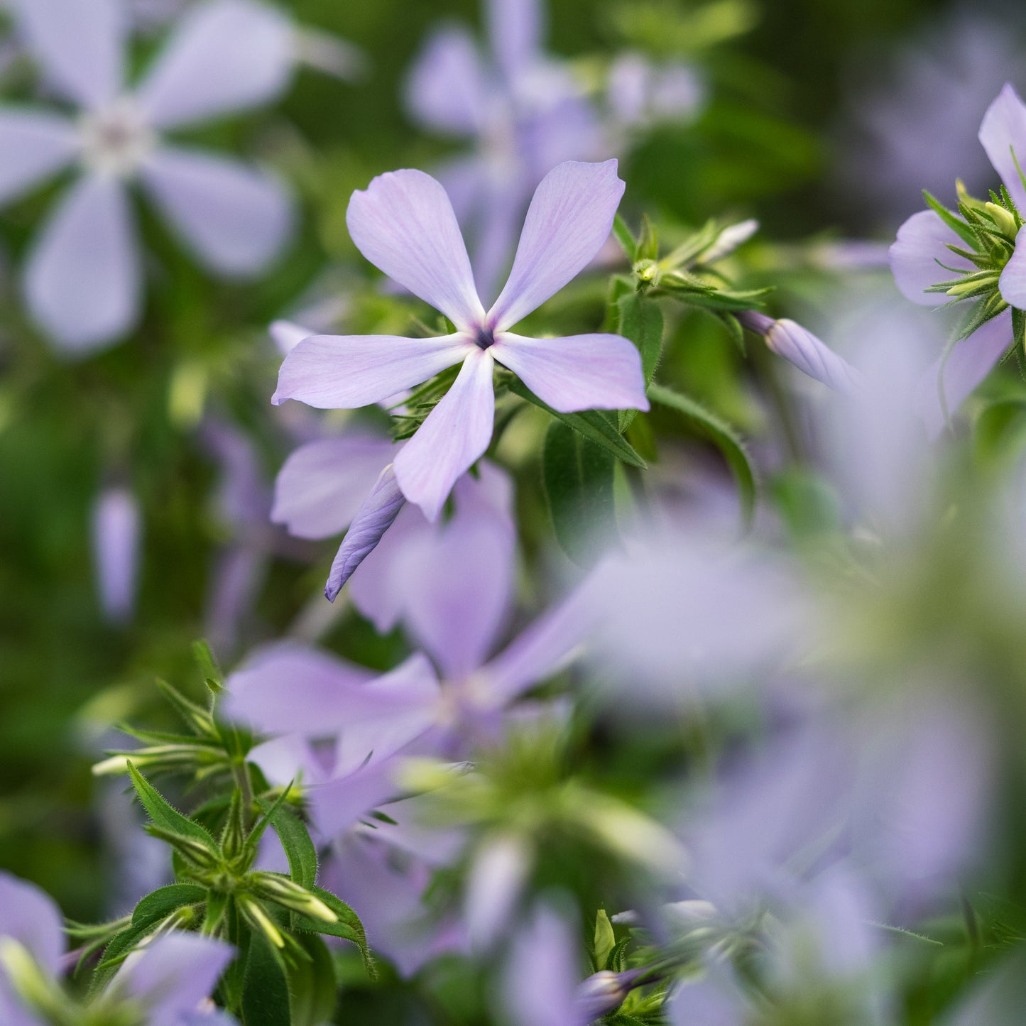 Phlox divaricata 'Clouds of Perfume' - Hardy's Cottage Garden Plants