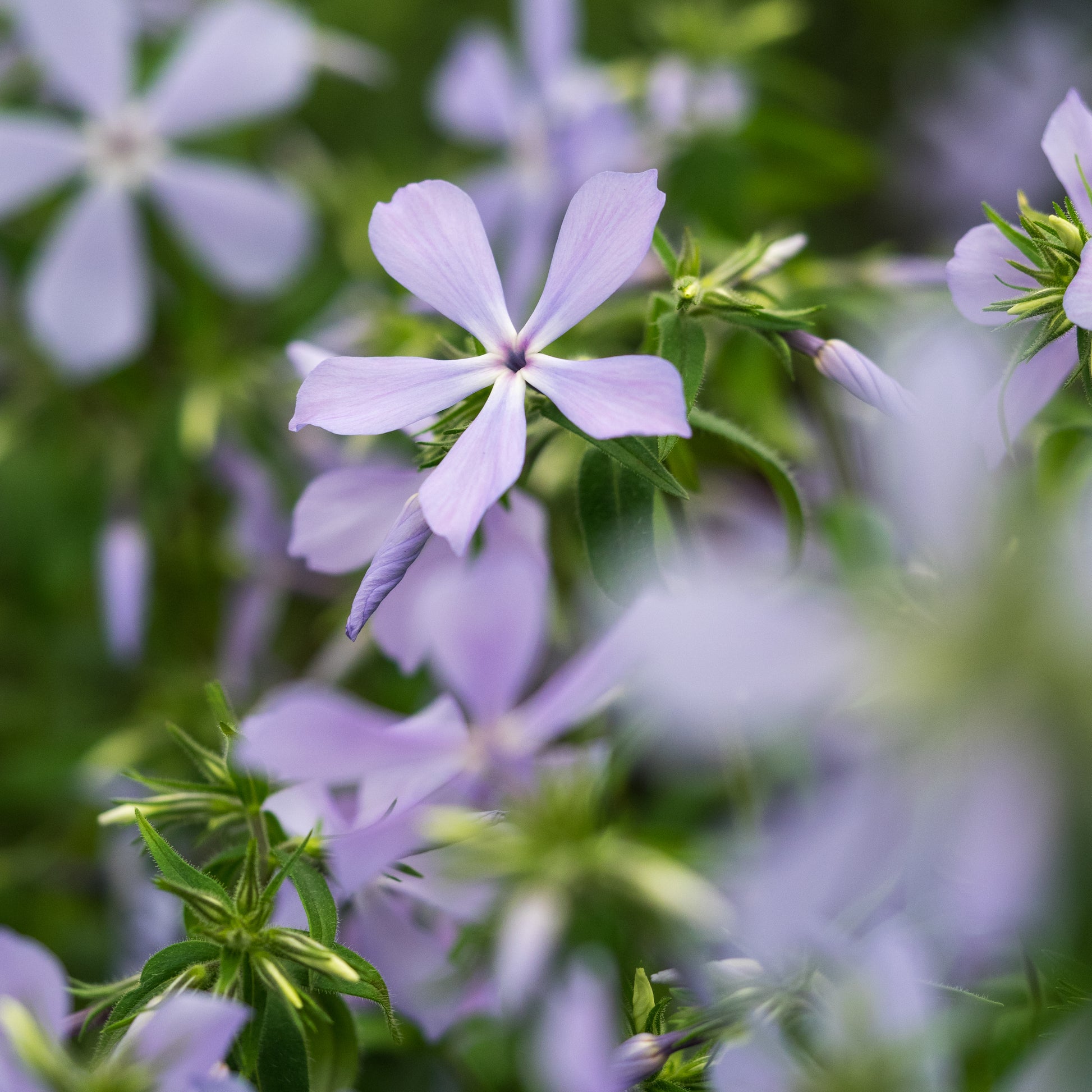 Phlox divaricata 'Clouds of Perfume' - Hardy's Cottage Garden Plants