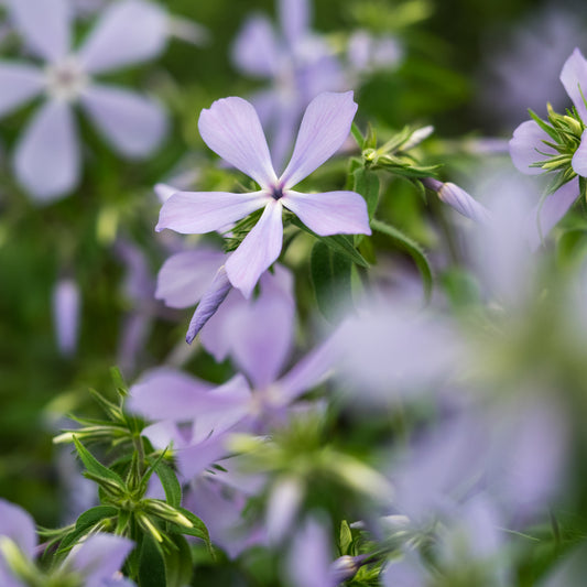 Phlox divaricata 'Clouds of Perfume'