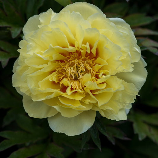 Paeonia 'Bartzella'
