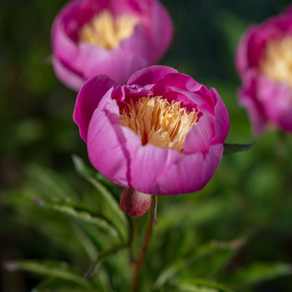 Paeonia lactiflora 'Bowl of Beauty' - Hardy's Cottage Garden Plants