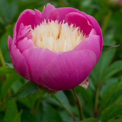 Paeonia lactiflora 'Bowl of Beauty' - Hardy's Cottage Garden Plants
