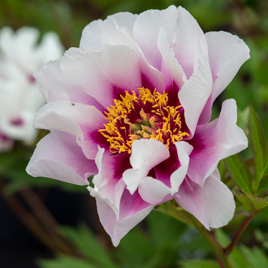 Paeonia 'Cora Louise'