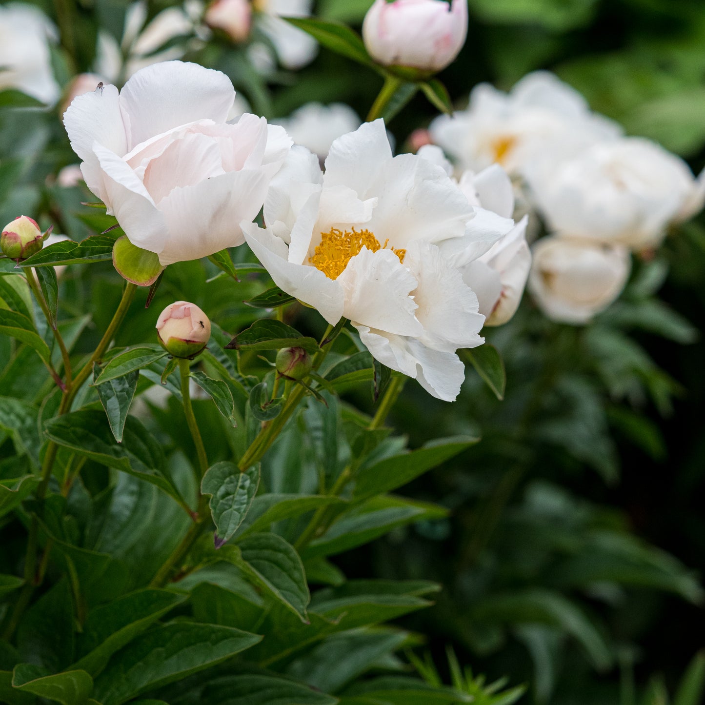 Paeonia lactiflora 'Krinkled White' - Hardy's Cottage Garden Plants