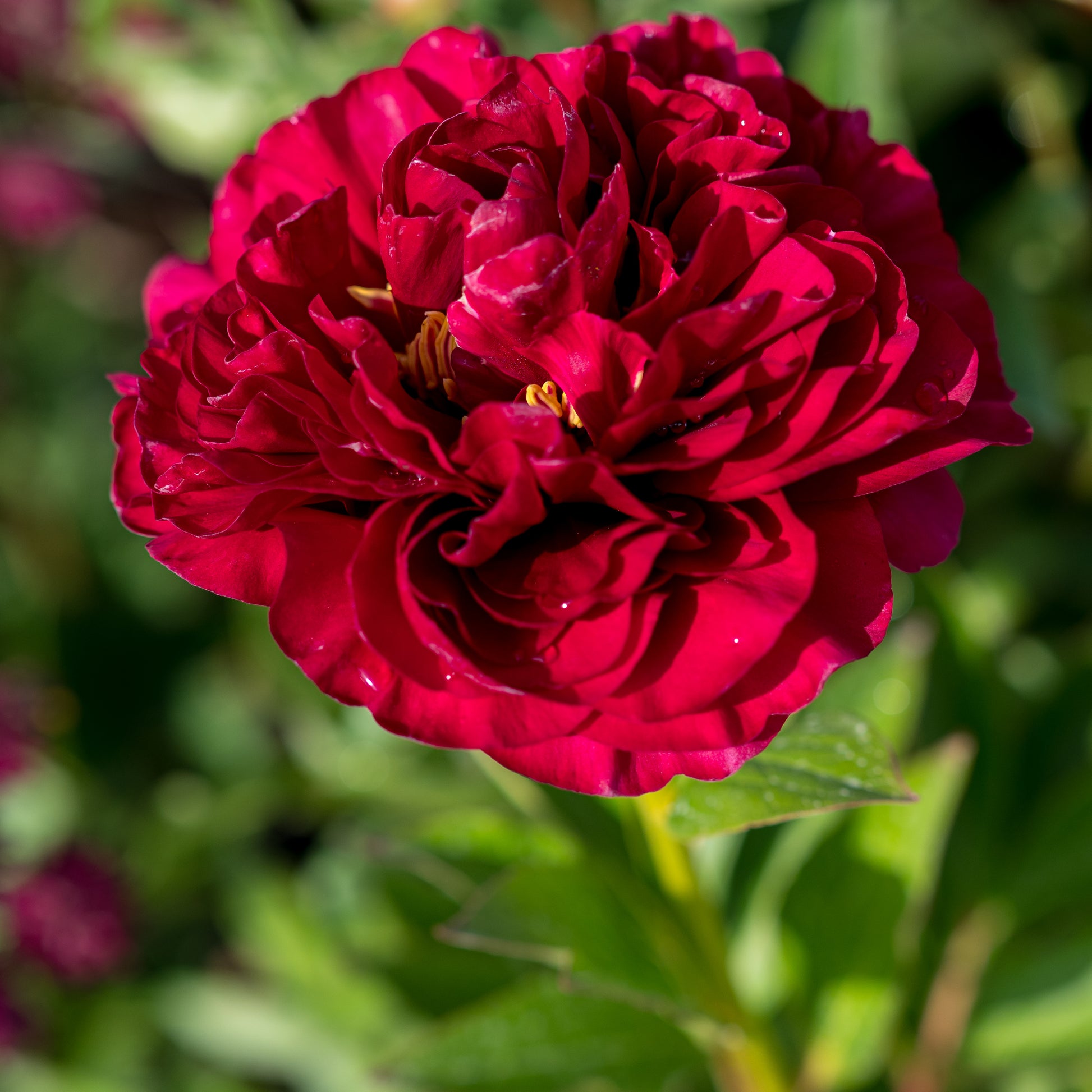 Paeonia 'Old Faithful' - Hardy's Cottage Garden Plants