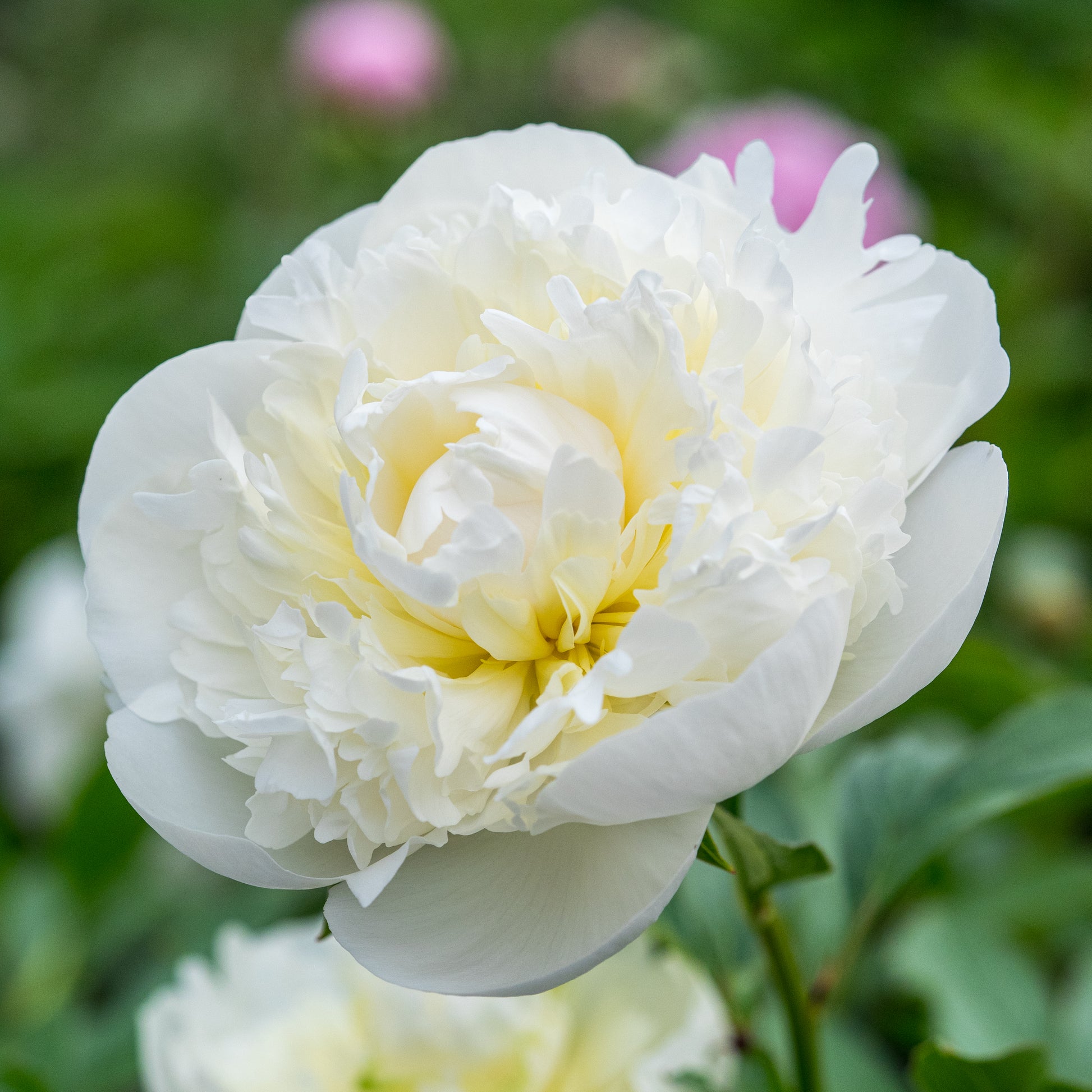Paeonia lactiflora 'Duchesse de Nemours' - Hardy's Cottage Garden Plants