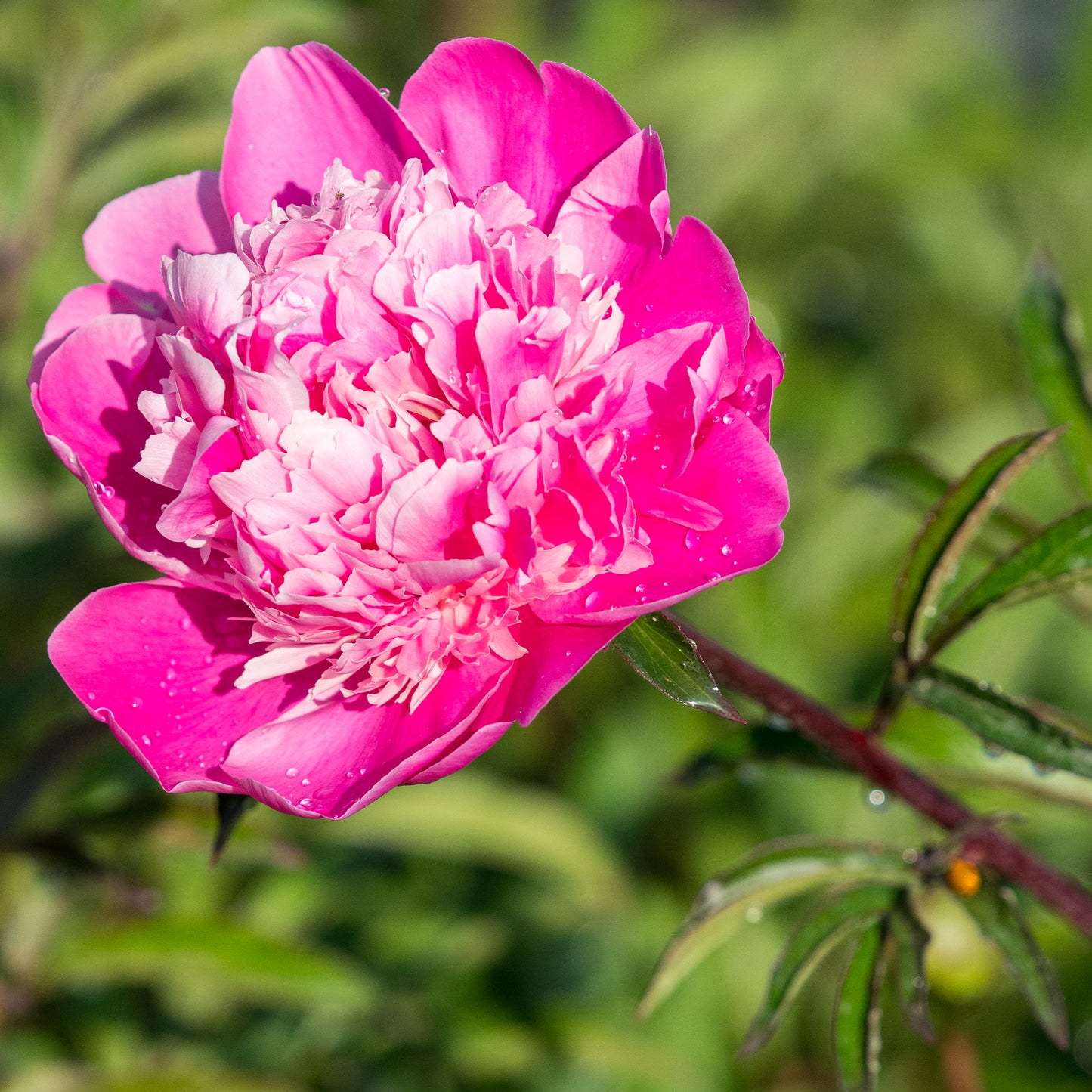 Paeonia lactiflora 'Gay Paree'
