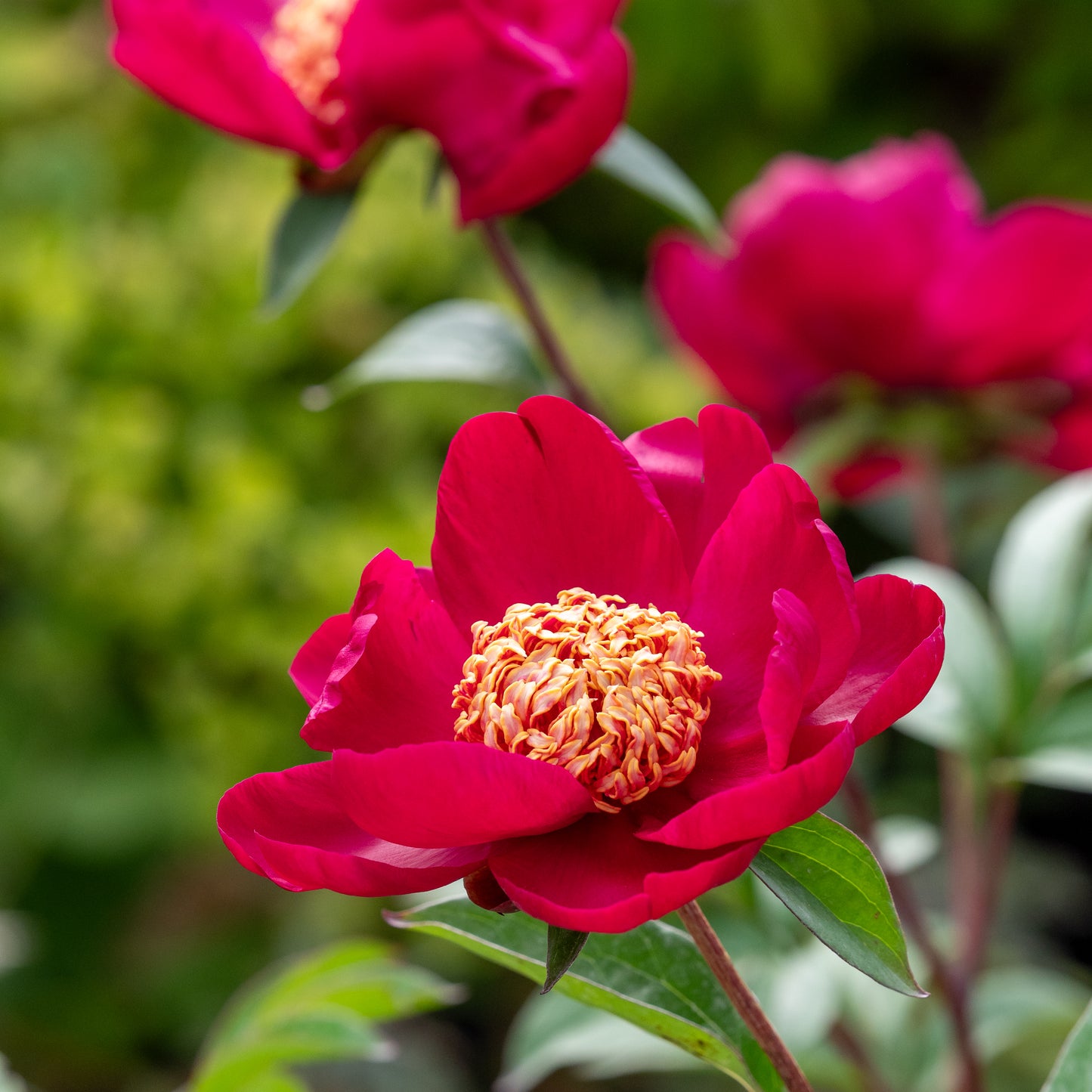 Paeonia lactiflora 'Nippon Beauty' - Hardy's Cottage Garden Plants