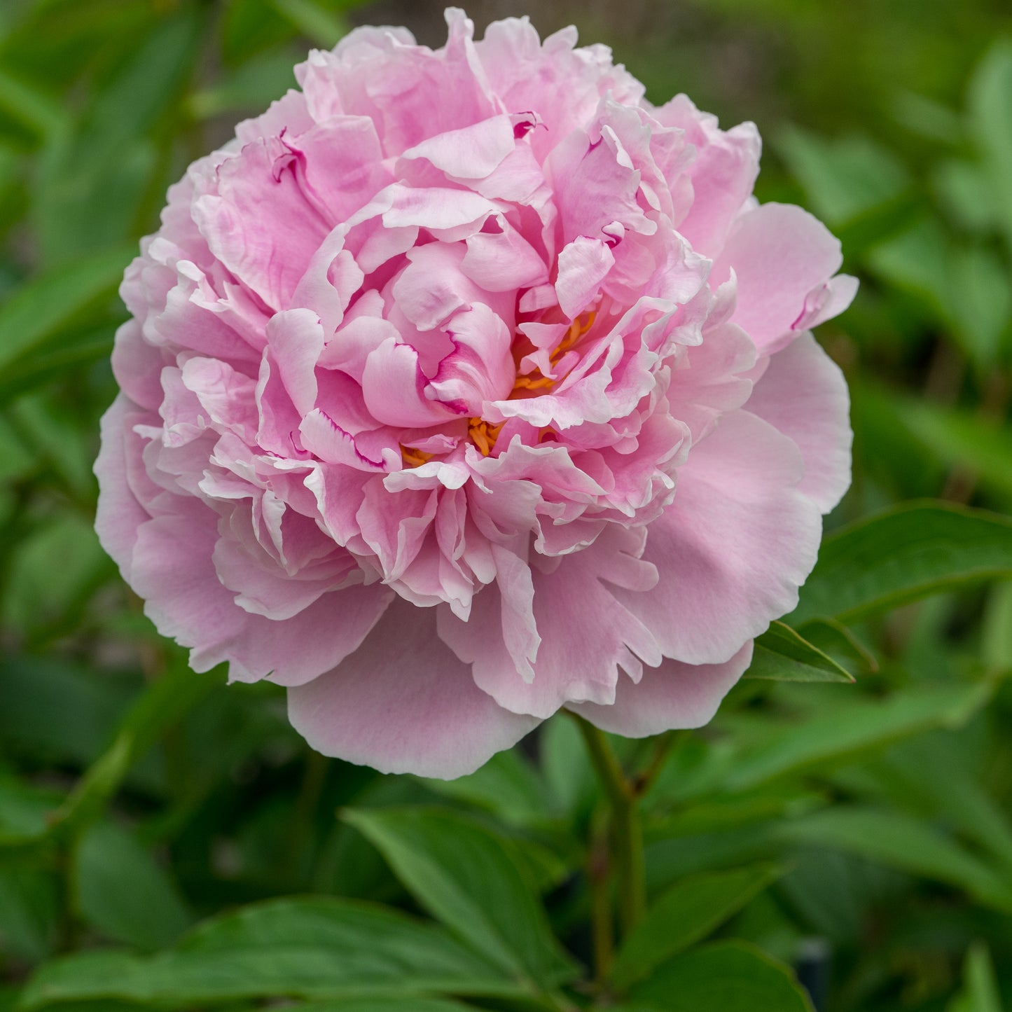 Paeonia lactiflora 'Sarah Bernhardt' - Hardy's Cottage Garden Plants