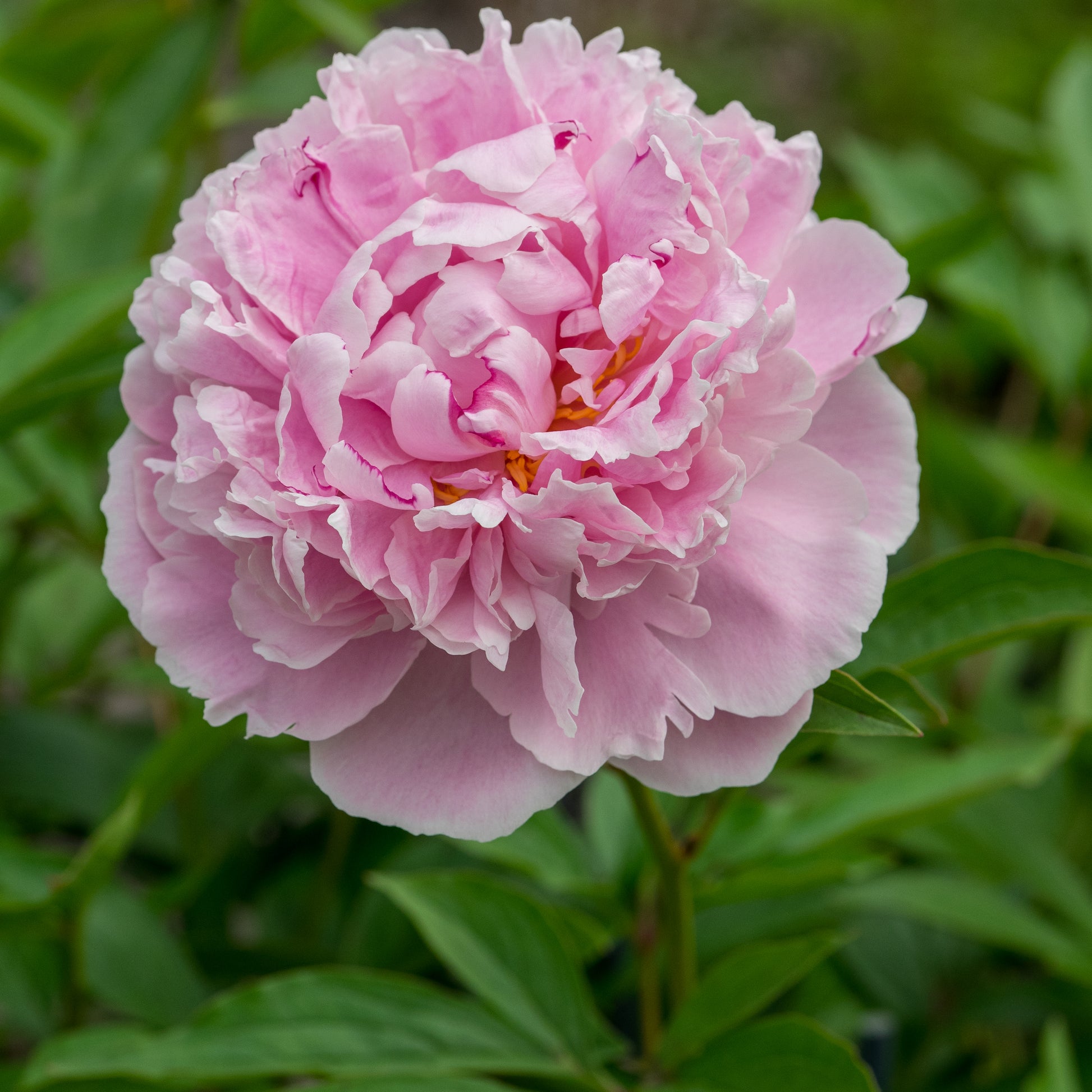 Paeonia lactiflora 'Sarah Bernhardt' - Hardy's Cottage Garden Plants