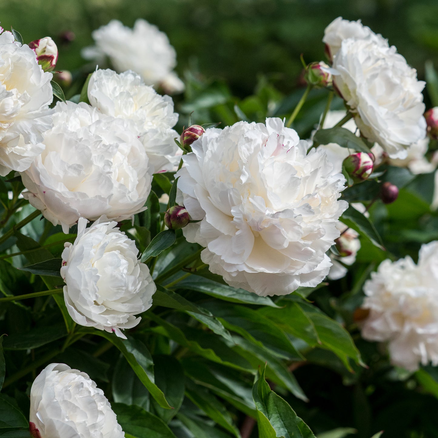 Paeonia lactiflora 'Shirley Temple' - Hardy's Cottage Garden Plants