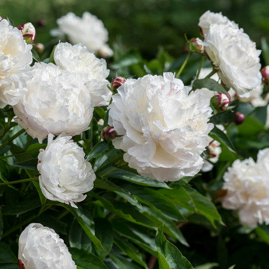 Paeonia lactiflora 'Shirley Temple'