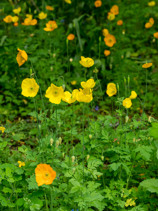 Papaver cambricum - Hardy's Cottage Garden Plants
