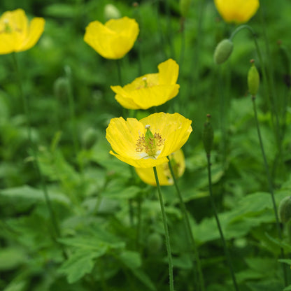 Papaver cambricum - Hardy's Cottage Garden Plants