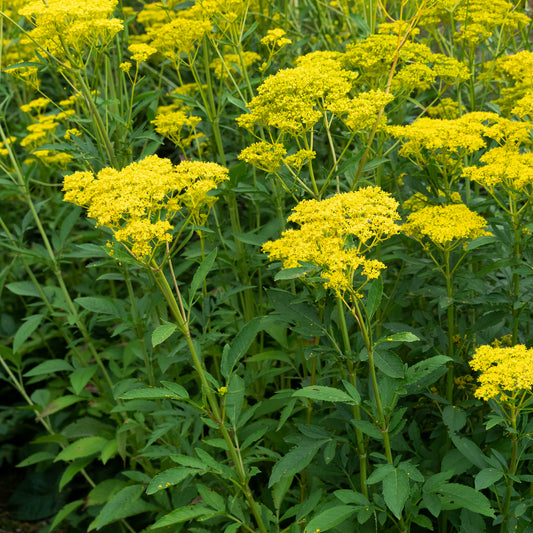 Patrinia scabiosifolia