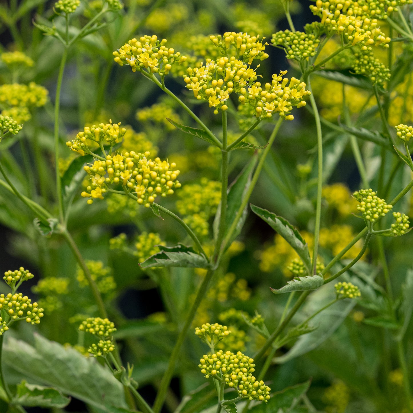 Patrinia triloba