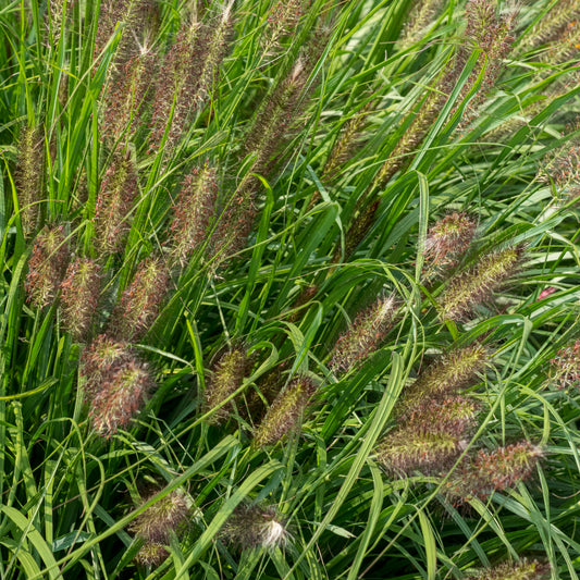 Pennisetum alopecuroides 'Red Head'