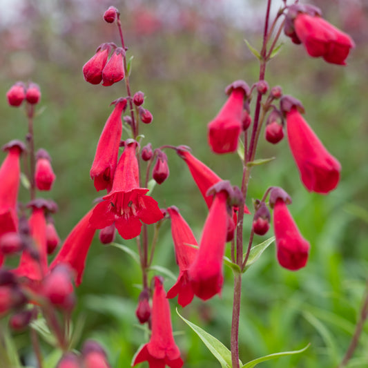 Penstemon 'Newbury Gem'