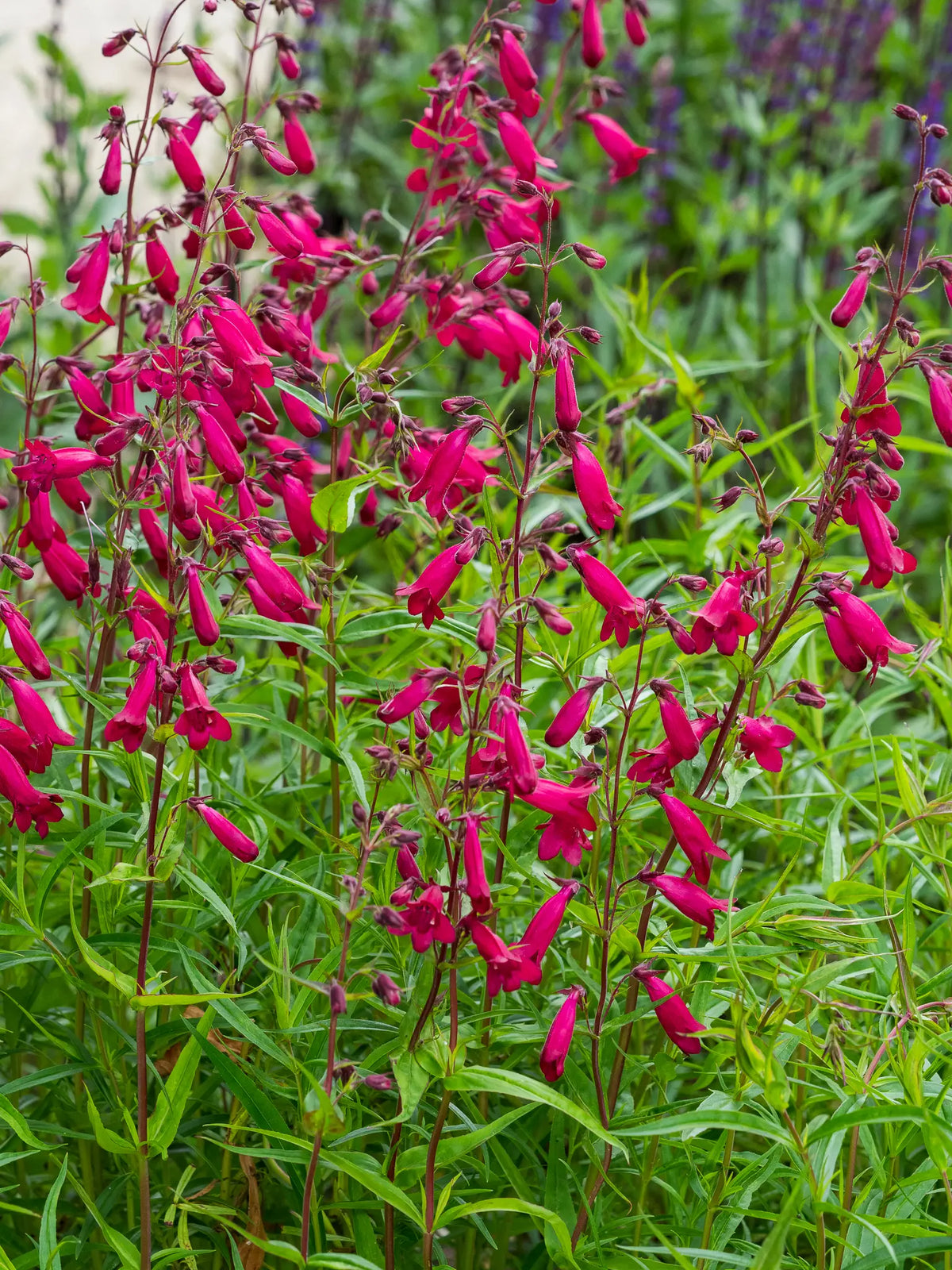 Penstemon 'Andenken an Friedrich Hahn' (Garnet) in full flower a border. Its rich dark red, trumpet-shaped flowers with a distinctive white-striped throat, carried on bushy stems of narrow green foliage are complimented by the purple flowers of Salvia 'Caradonna' in the background.