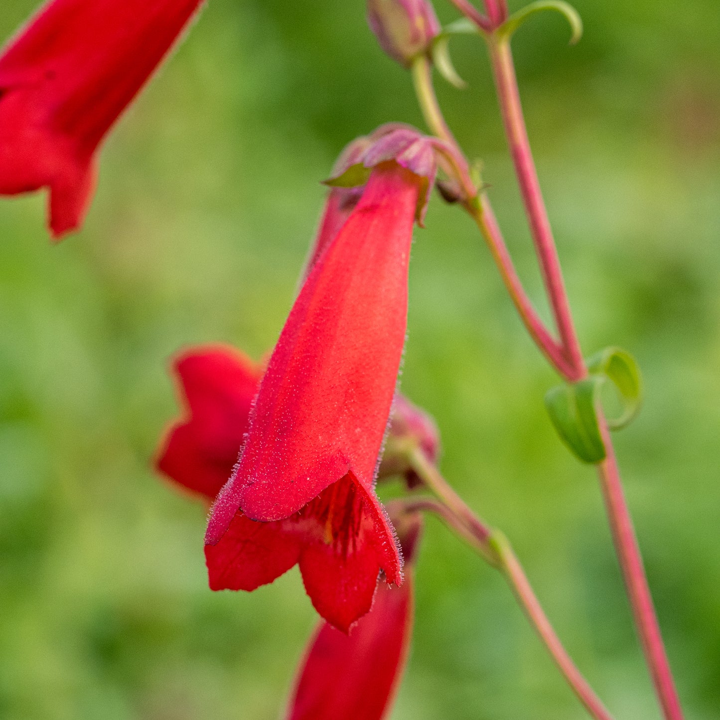 Penstemon 'Cherry'