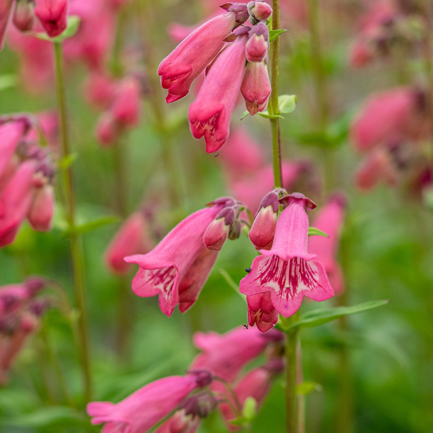 Penstemon 'Hidcote Pink'