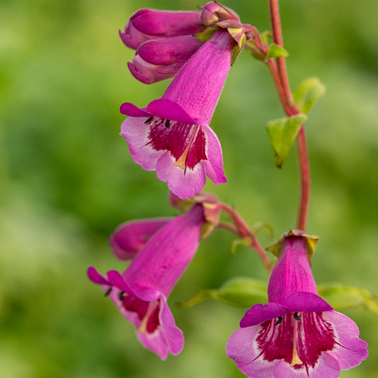 Penstemon 'Lilac and Burgundy'