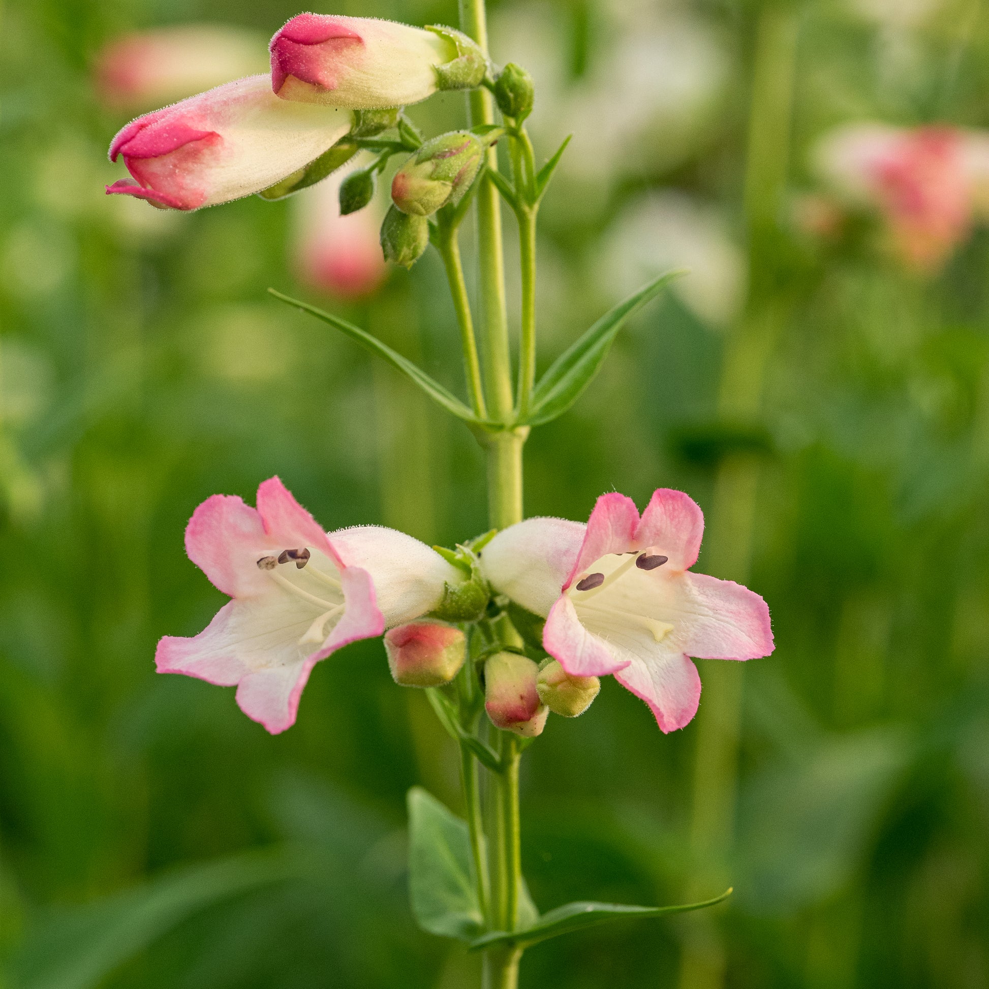 Penstemon 'Osprey' (Bird Series) - Hardy's Cottage Garden Plants