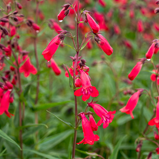Penstemon 'Schoenholzeri'