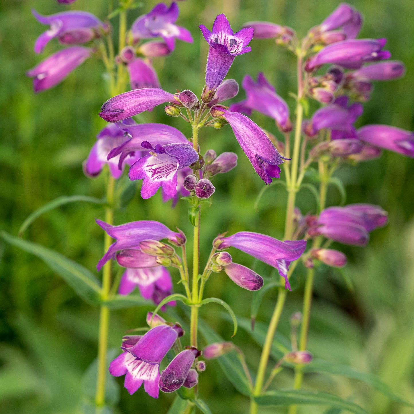 Penstemon 'Sour Grapes'