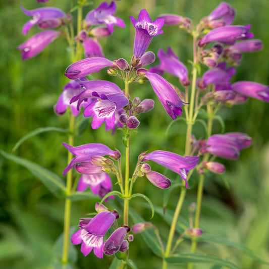 Penstemon 'Sour Grapes'
