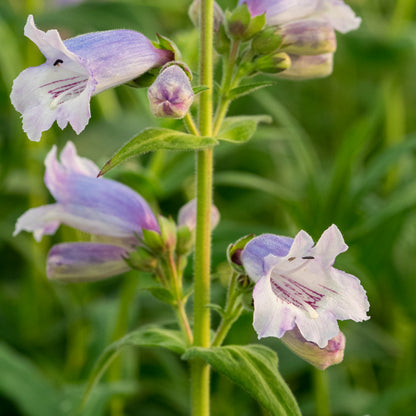 Penstemon 'Stapleford Gem' - Hardy's Cottage Garden Plants