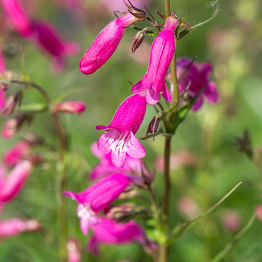 Penstemon 'Threave Pink'