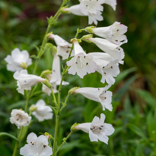 Penstemon 'White Bedder'