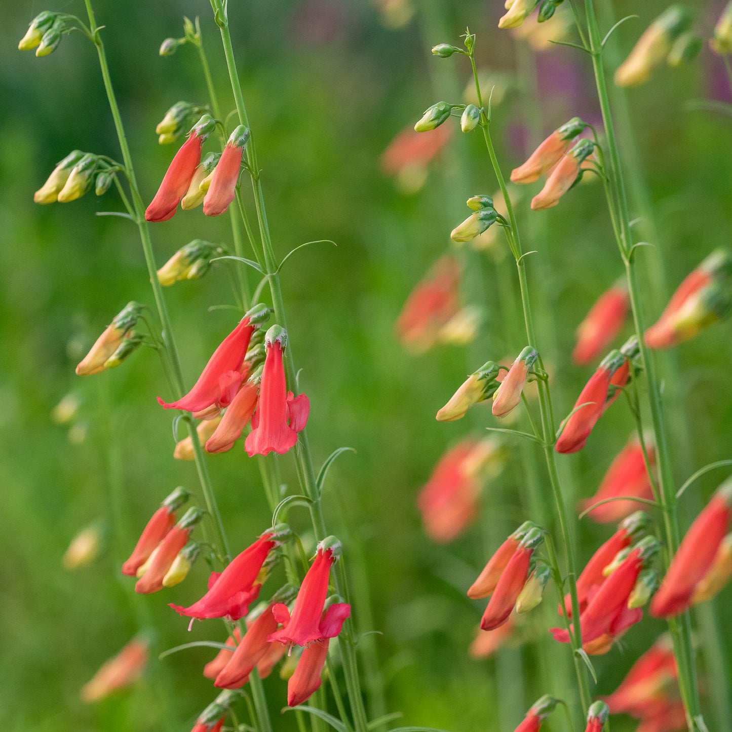 Penstemon barbatus 'Roseus'