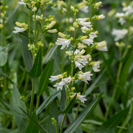 Penstemon glaber 'Roundway Snowflake'