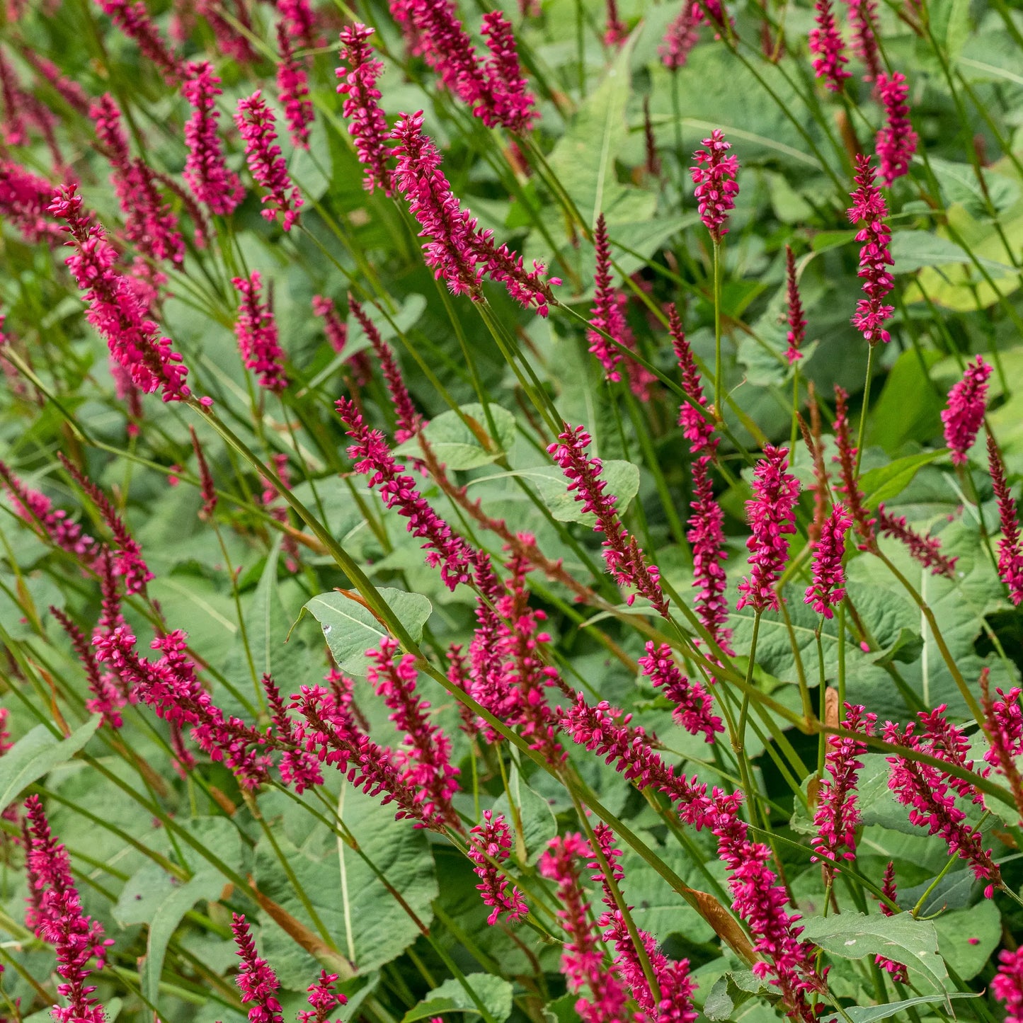 Bistorta amplexicaulis 'Firetail' — vivid crimson flower spikes above bold heart-shaped foliage