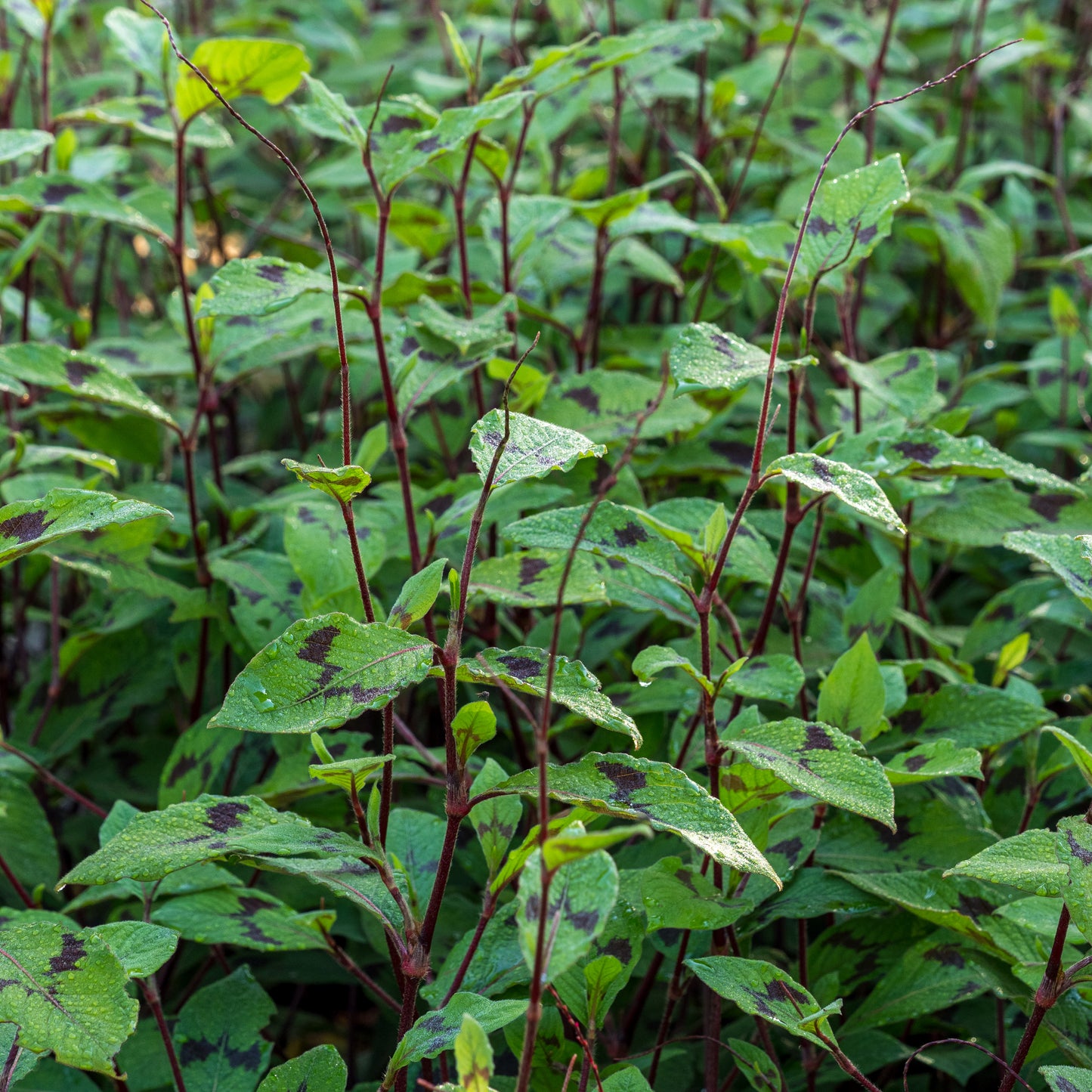Persicaria virginiana var. filiformis - Hardy's Cottage Garden Plants