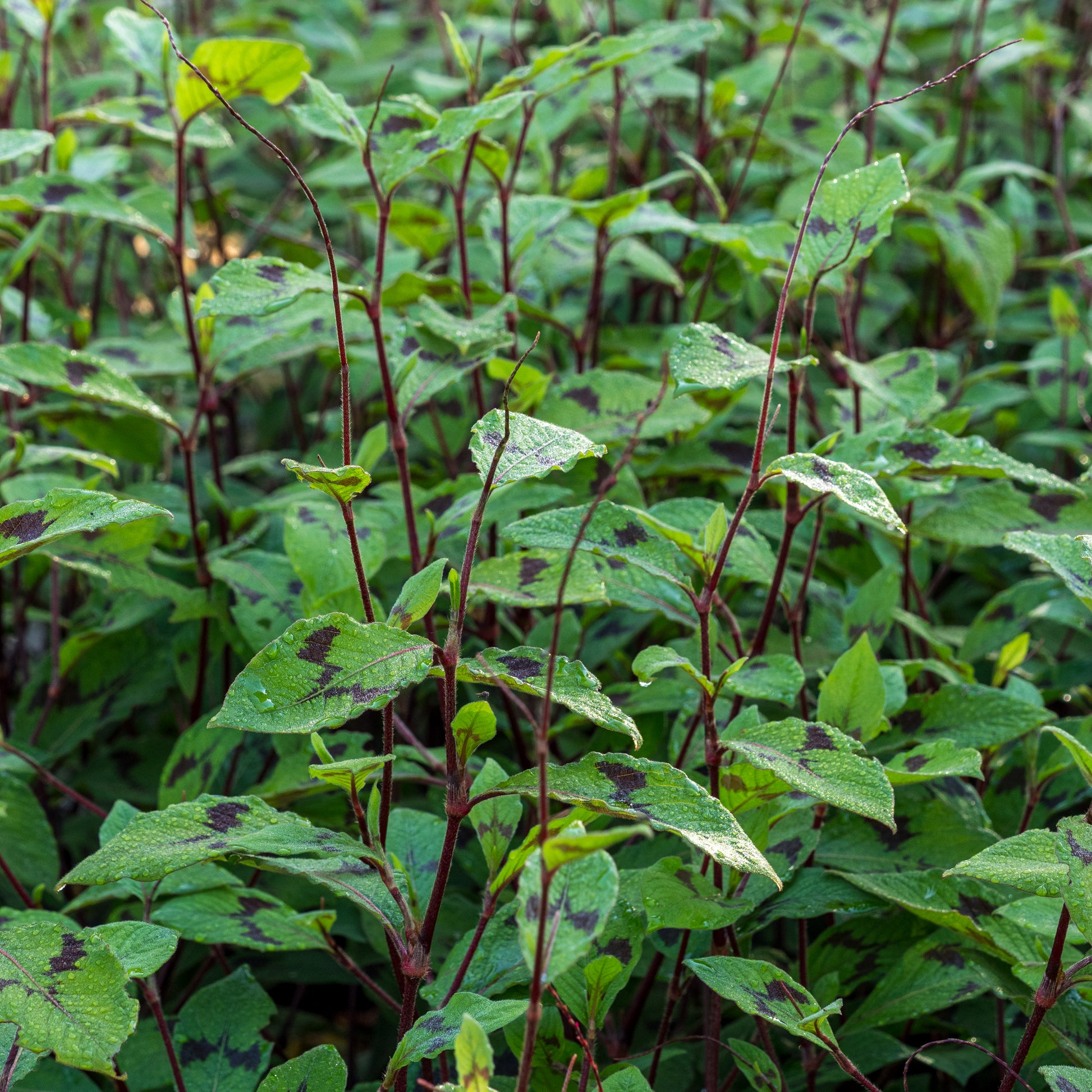 Persicaria virginiana var. filiformis - Hardy's Cottage Garden Plants