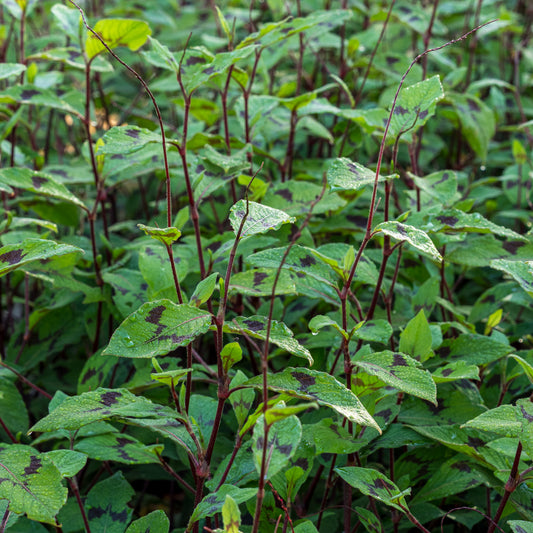 Persicaria virginiana var. filiformis