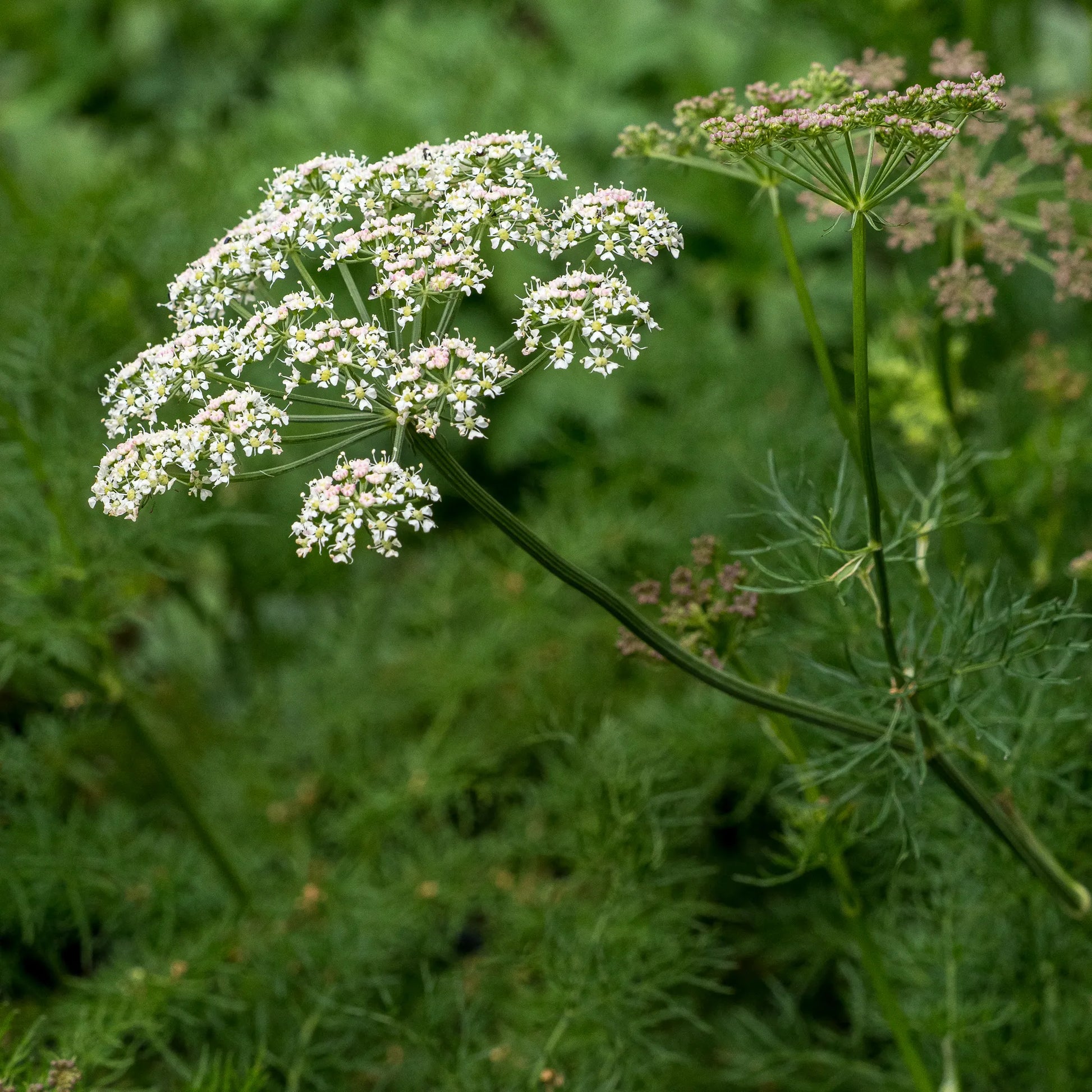 Peucedanum rablense — flat white umbel flowerheads on slender arching stems above finely divided feathery foliage