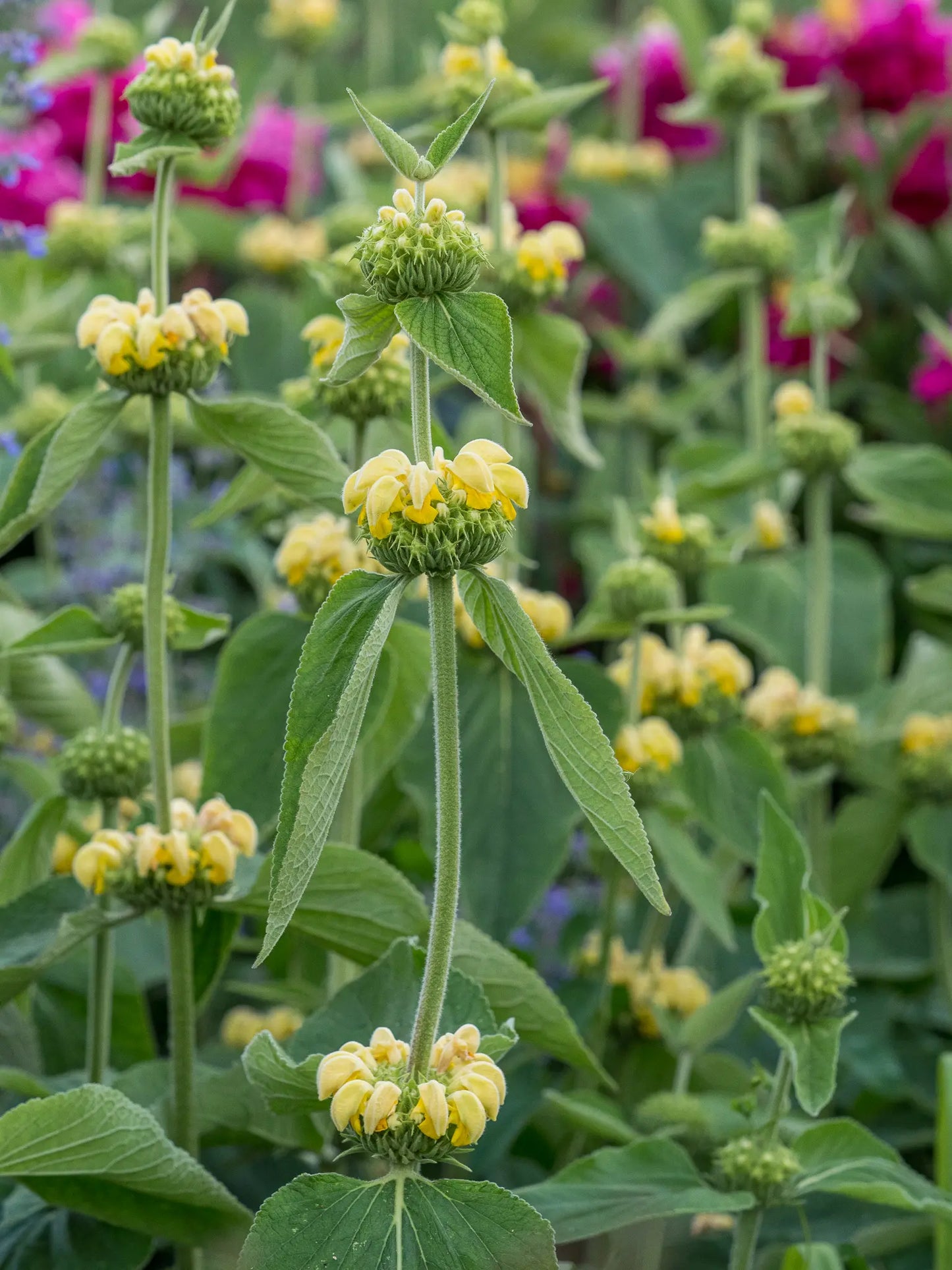 Phlomis russeliana — tiered whorls of pale yellow flowers on tall upright stems growing in a mixed summer border