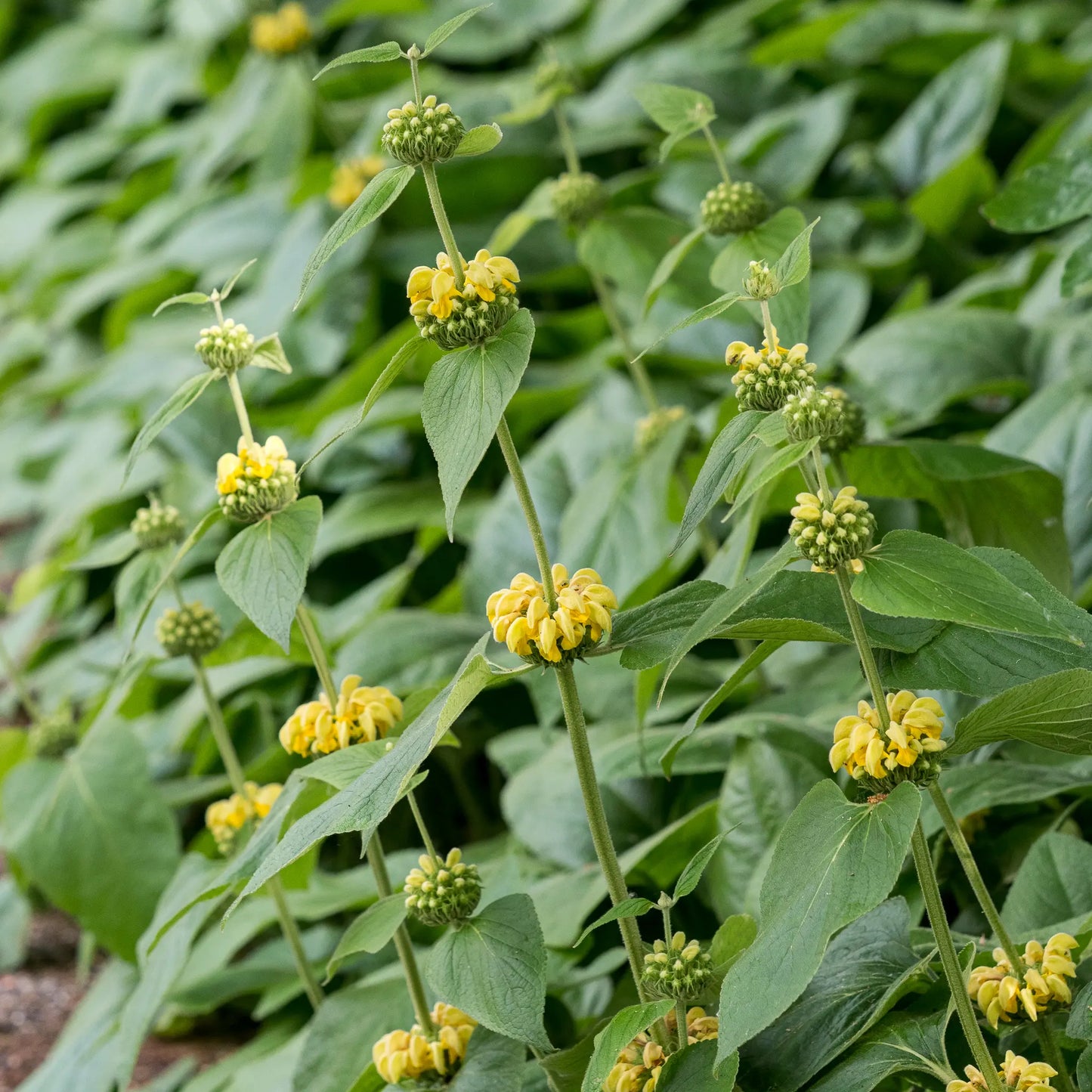 Phlomis russeliana — whorls of two-lipped yellow flowers on tall upright stems above broad silvery-green leaves, growing in a border