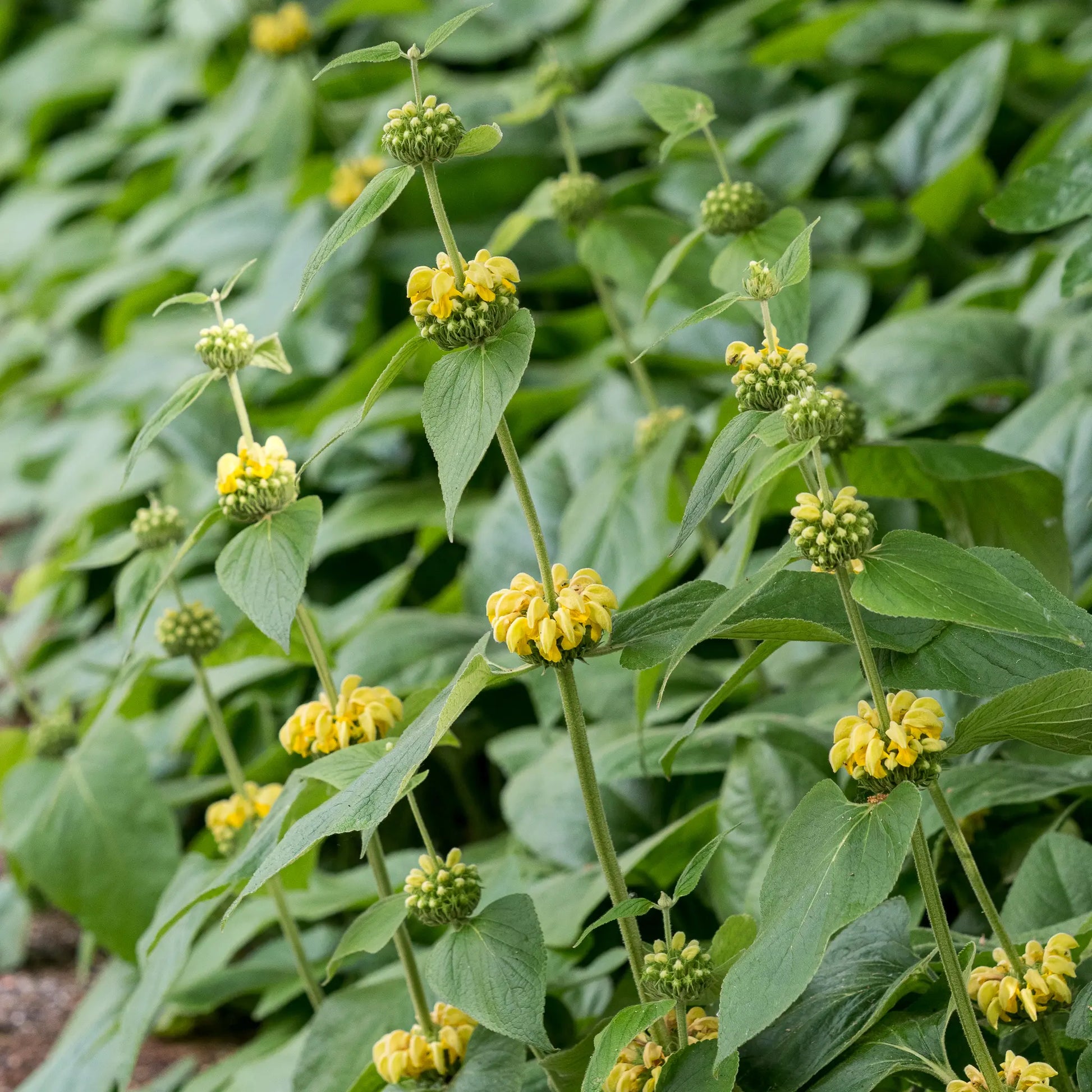 Phlomis russeliana — whorls of two-lipped yellow flowers on tall upright stems above broad silvery-green leaves, growing in a border