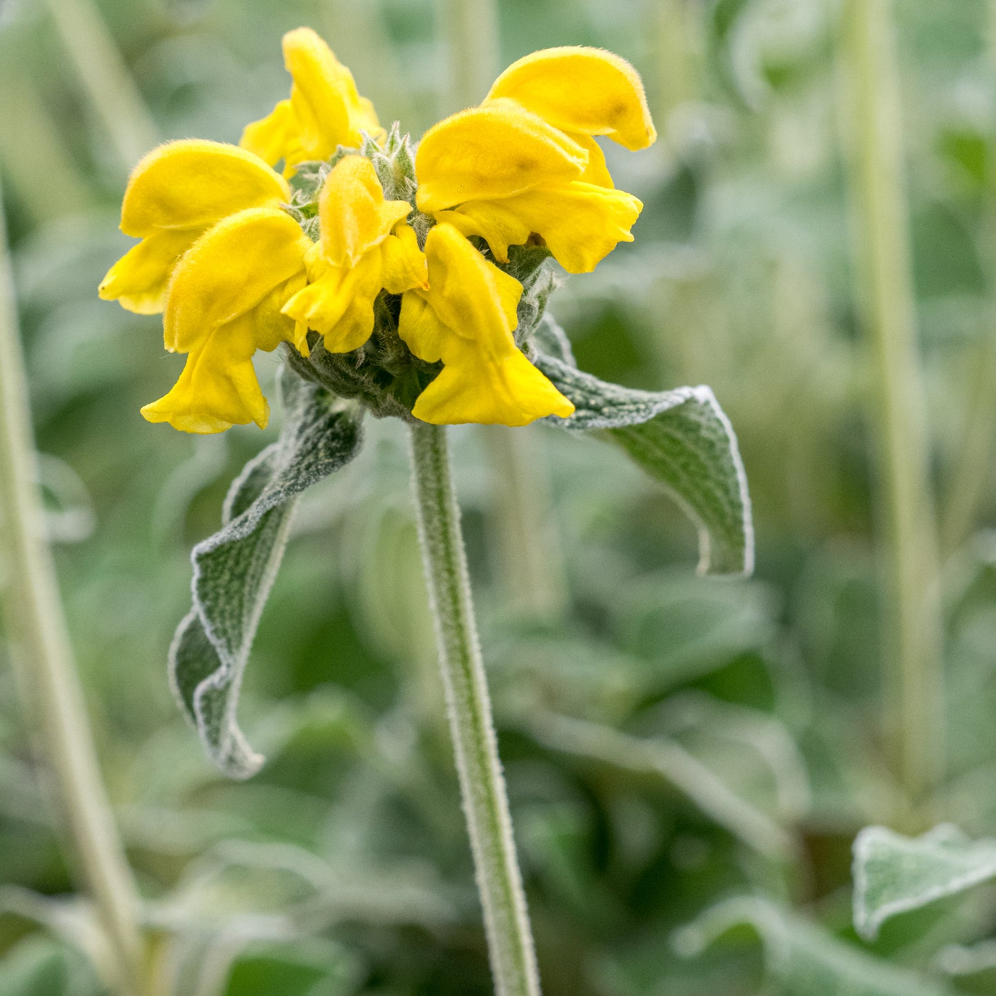 Phlomis grandiflora 'Lloyd's Silver'